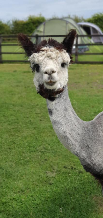 Marshland Alpacas Glamping Lodge New Holland Kültér fotó