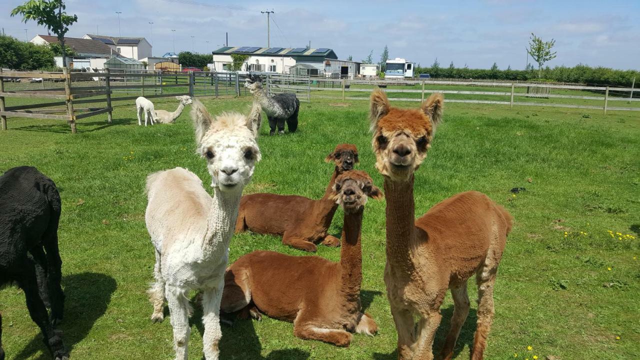 Marshland Alpacas Glamping Lodge New Holland Kültér fotó