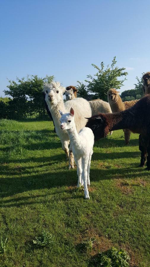 Marshland Alpacas Glamping Lodge New Holland Kültér fotó