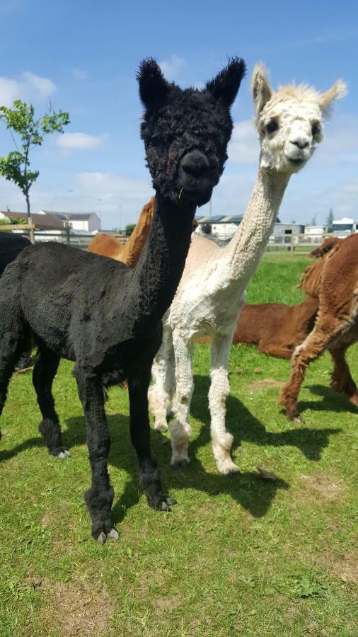 Marshland Alpacas Glamping Lodge New Holland Kültér fotó